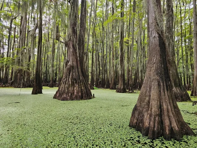 🚣‍♀️ Think Dallas is Boring? Escape to the Magic of Caddo Lake! 🌳💙