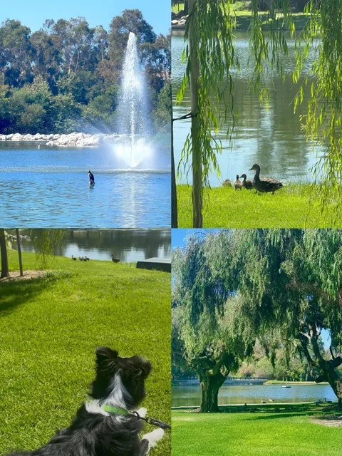 🦢 Irvine | A Super Dog-Friendly Park 🐕 Just $5 for a Day of Fun!