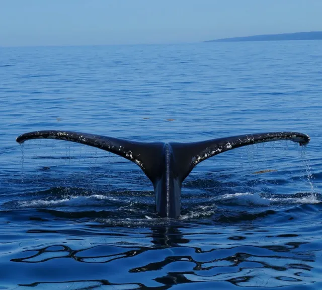  Bay of Fundy Whale Watching: Where Giants Dance  