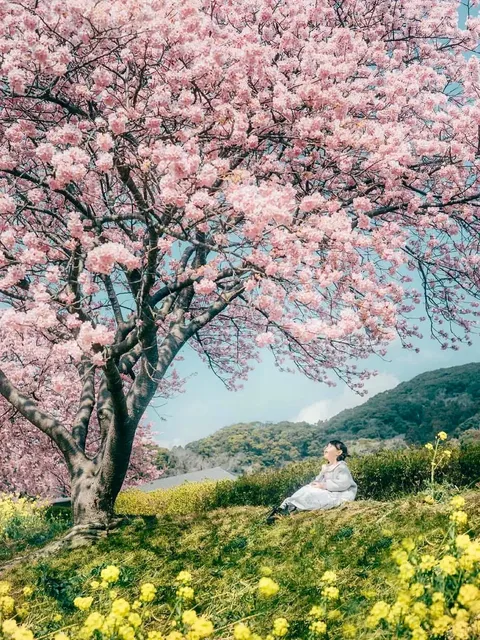  Izu Kawazu Cherry Blossoms 