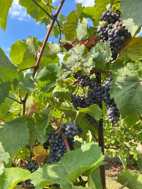 🍎 Skipley Farm in Seattle - September Edition