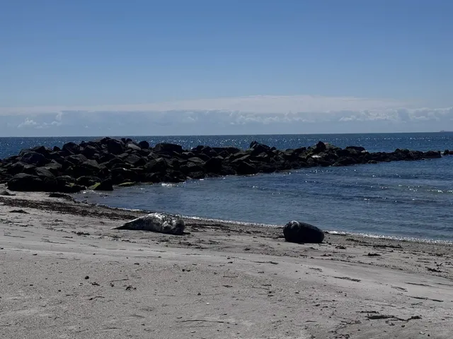 🇩🇪 Hamburg Day Trips: Seal Spotting & Island Hopping!