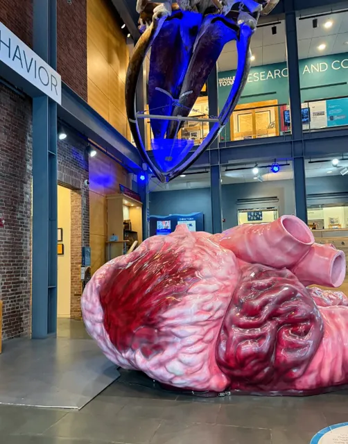 [Hidden gems around Boston] Whale 🐳 Museum