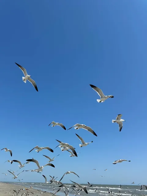 Houston’s Best Beach 🏖️ Is Right Here!