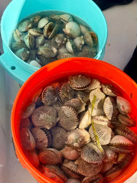 Florida’s Underwater Treasure Hunt!​​ 🦪✨