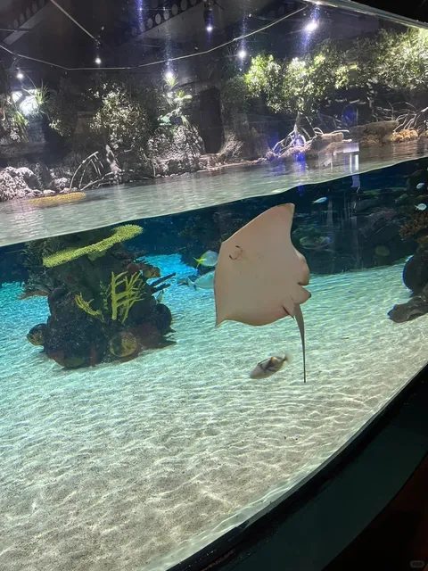 🇬🇧 The Deep: UK's Largest & Most Spectacular Aquarium! 🦈✨