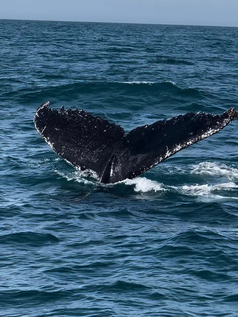 Brazil Humpback Whale Watching Guide