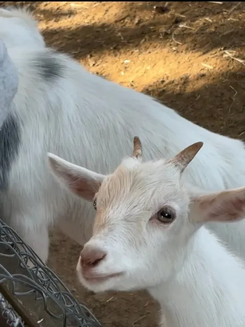 Parlee Farms - Where Fluffy Sheep Steal the Show 🐑🌻  