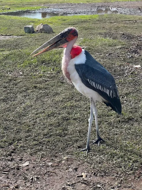 Animals are Best Captured LIVE! 🎥🐒