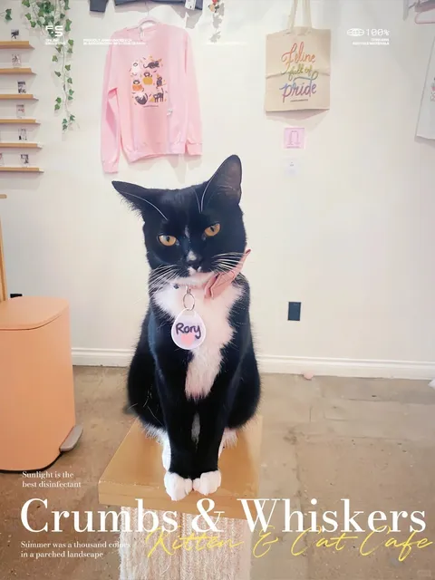 LA's Cutest Cat Café - Crumbs & Whiskers🐾☕  