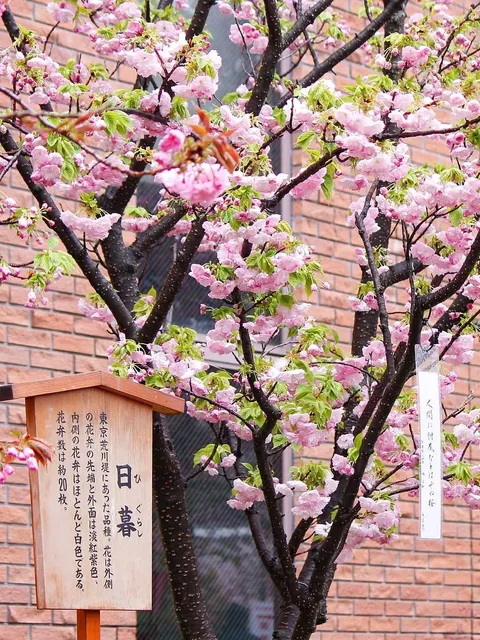 Osaka's Cherry Blossom Spots 🌸