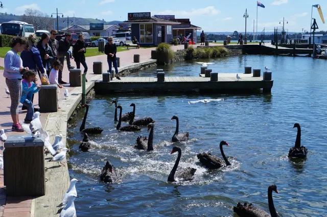 ake Rotorua, New Zealand: Where Geothermal Magic Meets Serenity 🌋