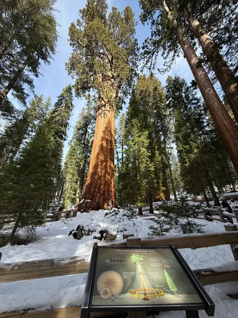 LA Getaway: Sequoia National Park Winter Day Trip ⛄️🌲