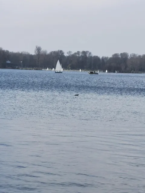 Kralingse Bos – Rotterdam’s Secret Forest Escape 🌳🦌