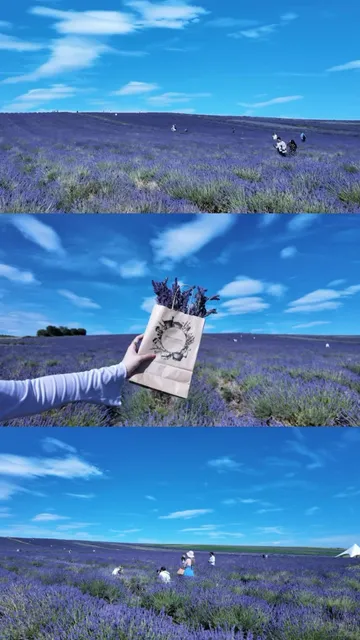 🇬🇧 Hitchin Lavender: London's Purple Paradise! 💜🌿