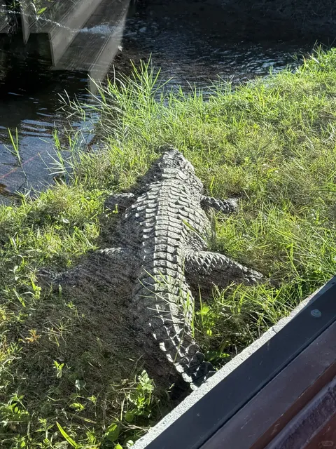 A Surprise Gator Adventure!