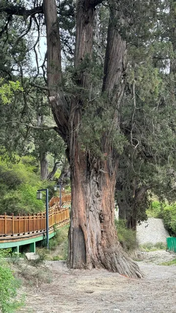 🌳 The 3,200-Year-Old Cypress King: Tibet's Living Legend 🌳