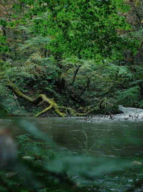 Aomori Day Trip ↔️ Oirase Gorge Guide (1)🌟