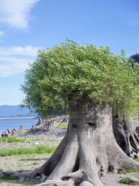 ​​Just an Hour from Seattle 