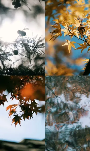 Autumn Colors Update in Washington DC This Week 🍂 Brookside Garden