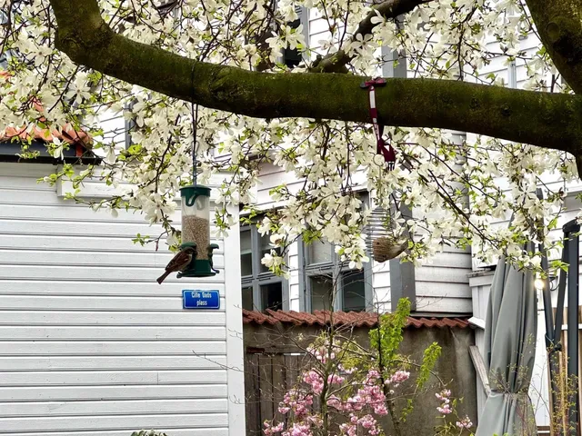 🇳🇴 Bergen Day 2 | Funicular Rides & Forest Feels