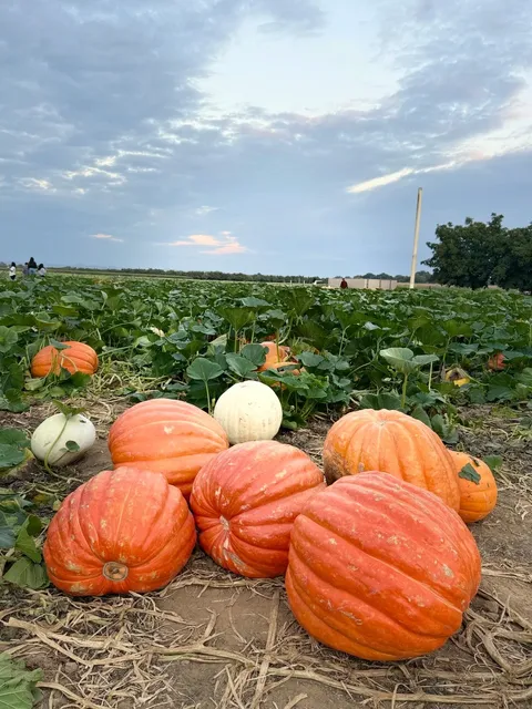 First Time at a Romantic Pumpkin Farm Near Sacramento! 🎃💕  