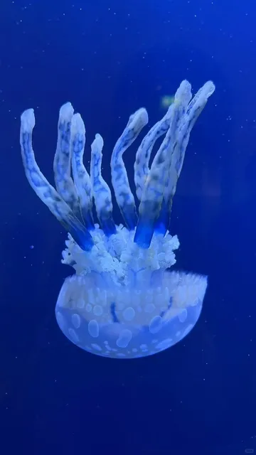 🇩🇪 Karlsruhe | Natural History Museum & Underwater Wonderland 🐠