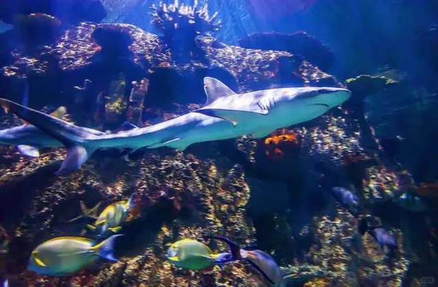 🦈 Mandalay Bay’s Shark Reef Aquarium: Vegas’ Underwater Wonderland! 