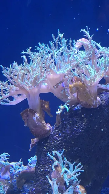 Jellyfish, Monk Seals & So Much More! 🪸🦭🌊