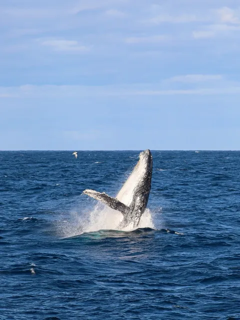 🇦🇺 Ultimate Sydney City Walk Guide: 2 Days & 2 Nights (Car-Free!)