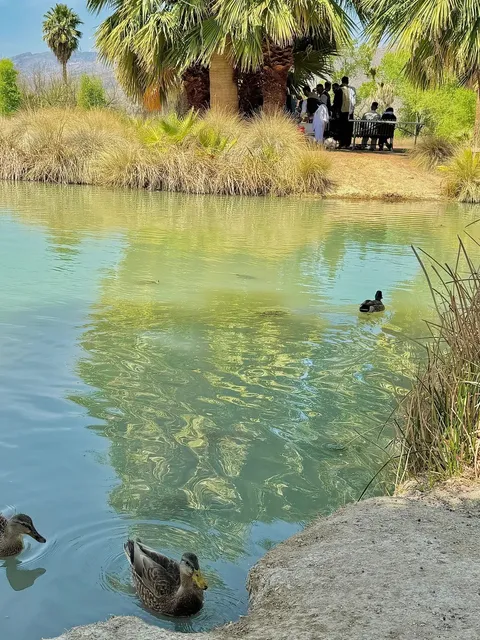 Who would’ve thought? Tucson is hiding such a beautiful park! 🌴