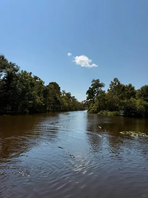 🌳🐊 The Best Day Trip in NOLA!