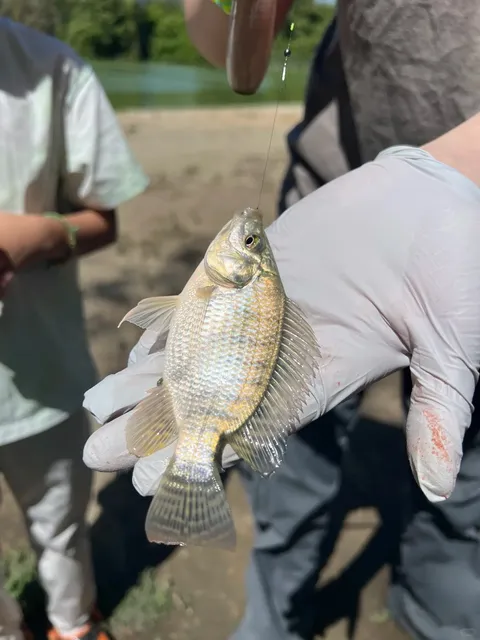 Micro-Fishing in Los Angeles 🎣✨  