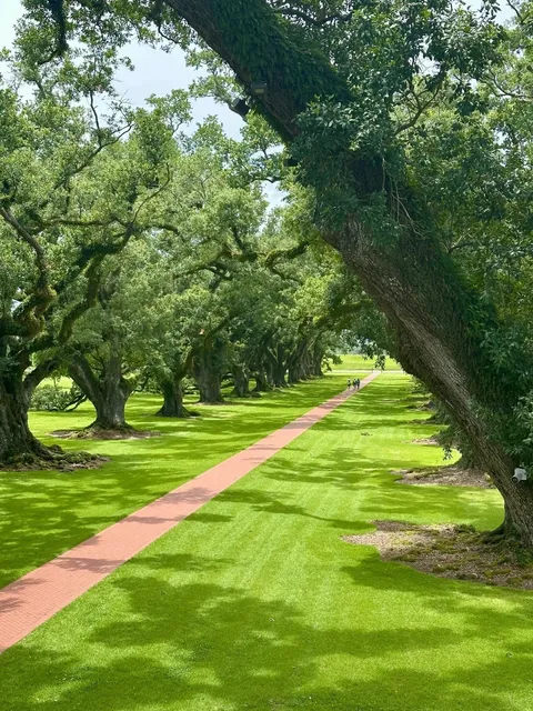 NOLA One-Day Tour | Plantation & Swamp Tour: Nature & History in One!