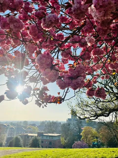 Best Spots to See Cherry Blossoms in Worcester This Spring 🌸