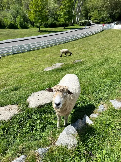 ​​Bellevue's Hidden Gems | My Two Favorite Parks for Daily Escapes 🌸