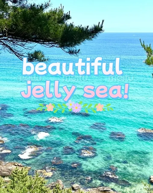 In Gangneung, I met the most beautiful jelly sea! 😭