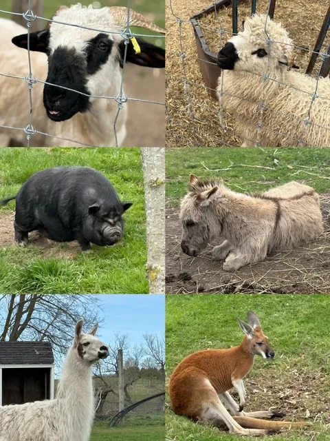 🐑 Oshawa Zoo & Fun Farm: A Charming Half-Day Escape from Toronto! 🚜