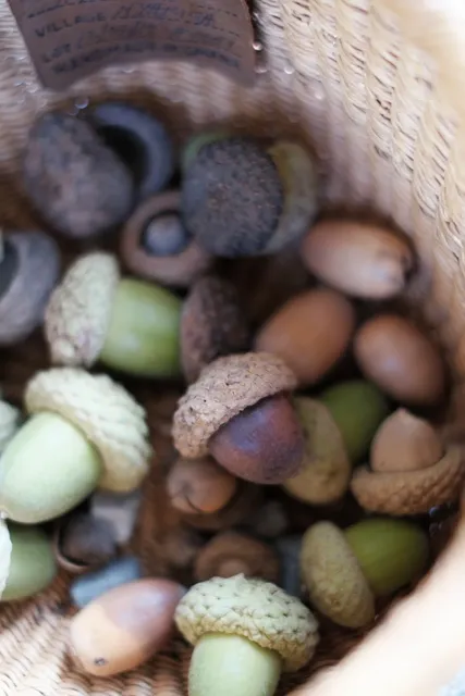 🌳 Nature Fun with Kids: Let’s Go Acorn Picking in the Mountains! 🌳