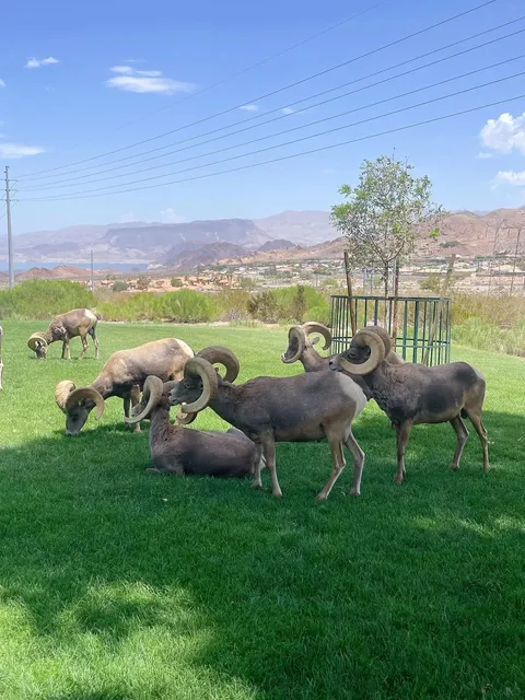 🐏 A Hidden Free Gem in Vegas｜Wild Bighorn Sheep Spotting! 🐏