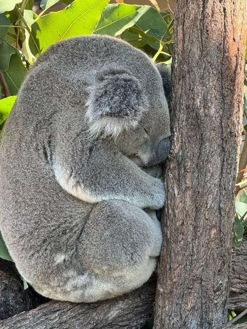 Rockhampton: Queensland’s Hidden Treasure Town ✨
