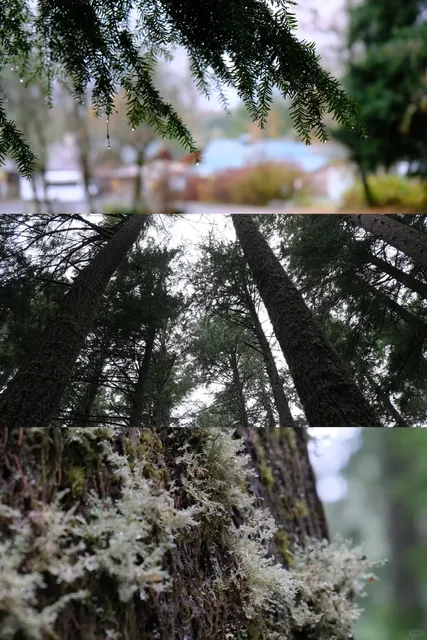 Four Days in the Pacific Northwest: An Autumn Journey of Seattle