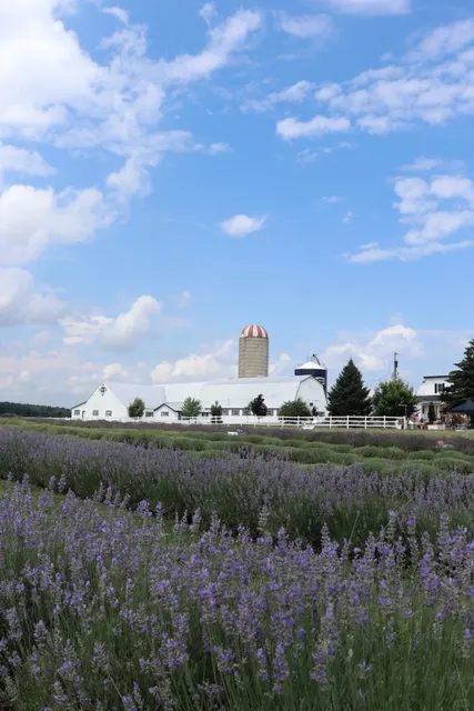 🇨🇦This Isn’t the Southof France It’s Ottawa’s Summer Lavender Fields