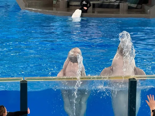 🐳 The Ultimate Family Destination in Texas: SeaWorld San Antonio!