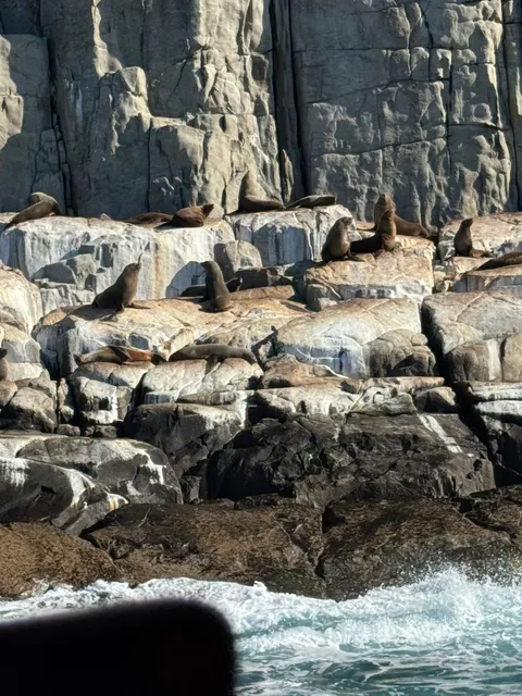 🇦🇺 Why Everyone Says You MUST Visit Tasmania from June-Sept! 🏔️✨