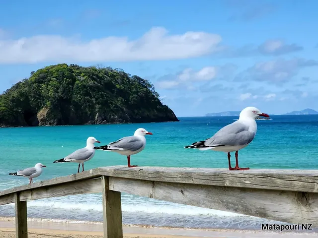 New Zealand North Island 4-Day Private Tour: Whangarei