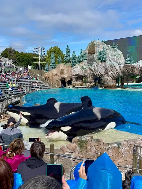 🐋 SeaWorld San Diego Half-Day Itinerary & Must-Dos! 🎢🌊