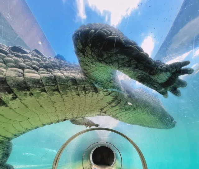 ​​Zoo Miami Adventure | Alligator Tunnels & Keeper Talks​​ 🐊