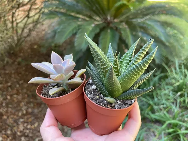 🌿 A Stroll Through the Gainesville Botanical Garden