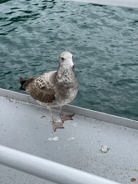 🛶 What do Iga Funaya look like? 🥹